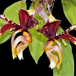 STANHOPEA  TIGRINA  PLANTA ADULTA
