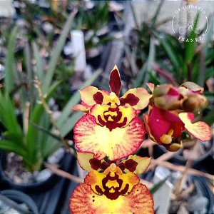 Orquídea Oncidium Equitante / Tolumnia ( AMARELA )