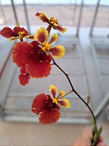 Orquídea Oncidium Equitante / Tolumnia ( LARANJA )