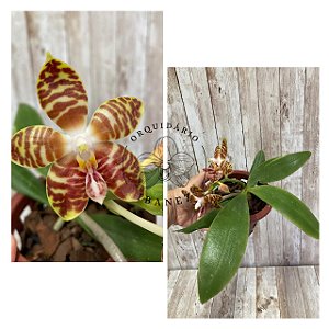 PHALAENOPSIS AMBOINENSIS