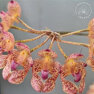 Bulbophyllum Violaceolabellum x Longiflorum