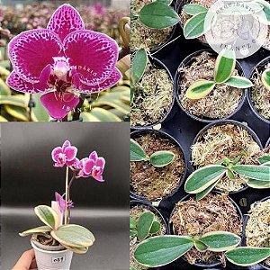 Phalaenopsis Variegata Orchid 'Coffey' ( T2 )