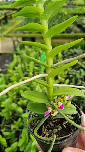 Orquídea Pelatantheria insectifera