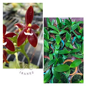 Phalaenopsis cornu-cervi red