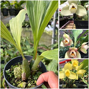 LYCASTE ( LOTE MISTO )