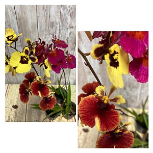 Orquídea Oncidium Equitante / Tolumnia (KIT COM 3 UNIDADES )