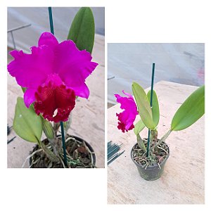 BLC WAKASSUNGWI YAMANASHI ( POTE 10 ) PRE ADULTA