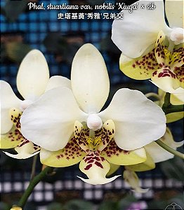 Phalaenopsis stuartiana Nobilis 'Xiuya'