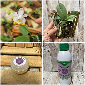 Kit Phalaenopsis lobbii var. 'Vietnamensis"