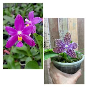 KIT DE PHALAENOPSIS ( PHALAENOPSIS LUEDDEMANNIANA, PHALAENOPSIS PULCHRA PLANTAS ADULTAS