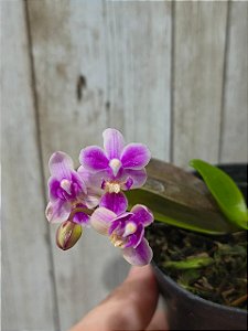 Phalaenopsis equestris var. rosea