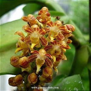 Robiquetia spathulata
