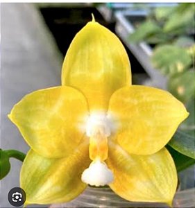 PHALAENOPSIS JOY SPRING CANARY ( seleção especial )