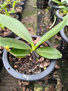 PHALAENOPSIS JOY SPRING CANARY ( seleção especial )