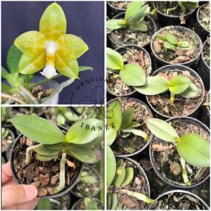 PHALAENOPSIS JOY SPRING CANARY ( seleção especial )