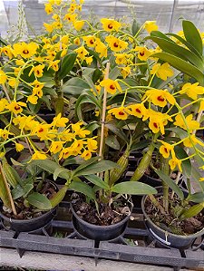 DENDROBIUM CHRYSOTOXUM