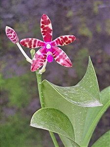 PHALAENOPSIS BASTIANII