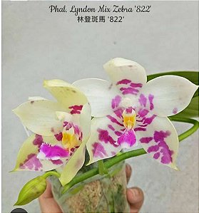 Phal Lyndon Mix Zebra '822'