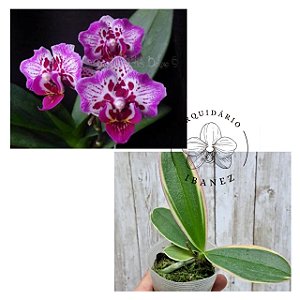 PHALAENOPSIS YONGHOME  SUMMER ( VARIEGATA )