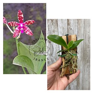 PHALAENOPSIS BASTIANII NO TRONQUINHO