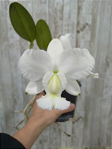 CATTILEYA DOLOSA ALBA ( EXEMPLAR UNICO MATRIZ )