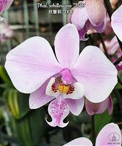 Phalaenopsis schilleriana " MSH " ( PRE ADULTA )