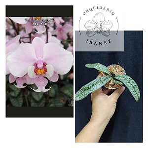 Phalaenopsis schilleriana " MSH "