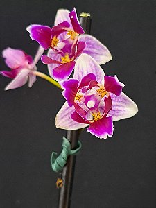 Phalaenopsis Multiflora Eletric Vibes "Pelorica" - Haste Floral