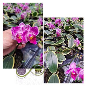 Phal. Sogo Vivien 'SOGO F858' (variegata & peloric)