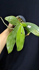 Phalaenopsis  bellina var. alba x sib (( COM AVARIAS ))