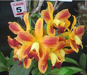 Lc. Chocotone Gold - Adulta