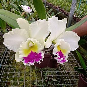 Cattleya Mikkie Nagata 'Orchidlibrary'