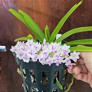 Rhynchostylis  Retusa  planta adulta
