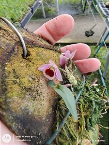 DENDRODIUM FUSCIFAUCIUM PLANTA ADULTA