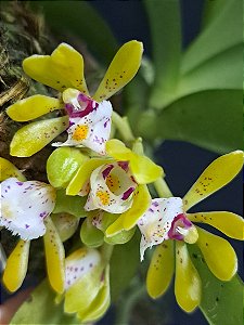GASTROCHILUS OBLIQUUS PLANTA ADULTA