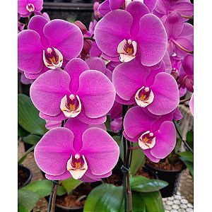 Phalaenopsis Taisuco Anna (Phalaenopsis Orelha de Elefante)