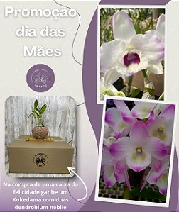 CAIXA DA FELICIDADE DIA DAS MÃES