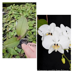 PHALAENOPSIS AMABILIS X SIB