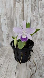 Lc. Mini Purple Coerulea  ADULTA