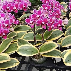 Phal. Chia E Yenlin ( VARIEGATA )