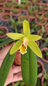 CATTLEYA LUTEOLA PLANTA ADULTA