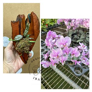 PHALAENOPSIS SCHILLERIANA "" PRATA "" ( MUDA NÓ DE PINHO )