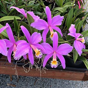 HADROLAELIA   JONGHEANA TIPO ( ADULTA )