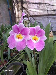 MILTONIA " LINDA LINGLE " ' KIA AINA'   ADULTA