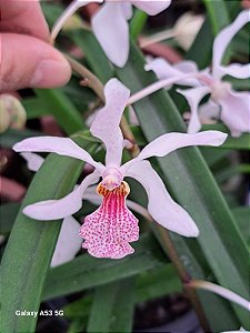 Holcoglossum subulifolium x rhyncostolis gigantea ( pink )