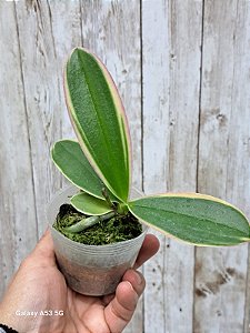 PHALENOSPSIS FORMOSA CRANBERRY " WILSON " ( VARIEGATA )