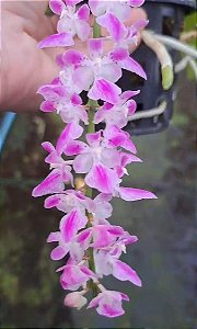 Aerides rosea planta adulta