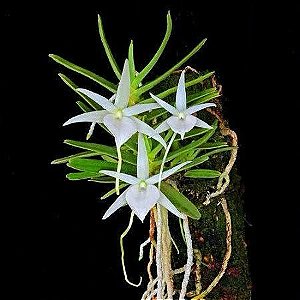 ANGRAECUM DIDIERI