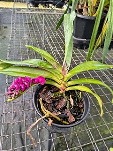 Rhynchostylis Retusa gigantea Red