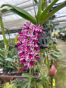 Rhynchostylis Retusa gigantea Red com pequenas avarias nas folhas